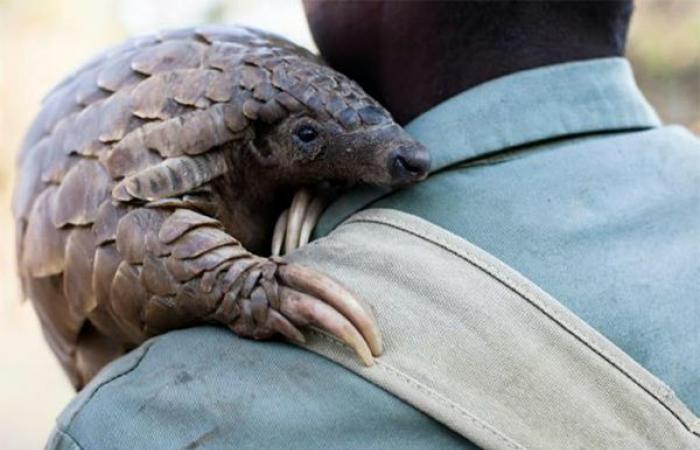 Wildlife crime: The African pangolin in danger – Lequotidien