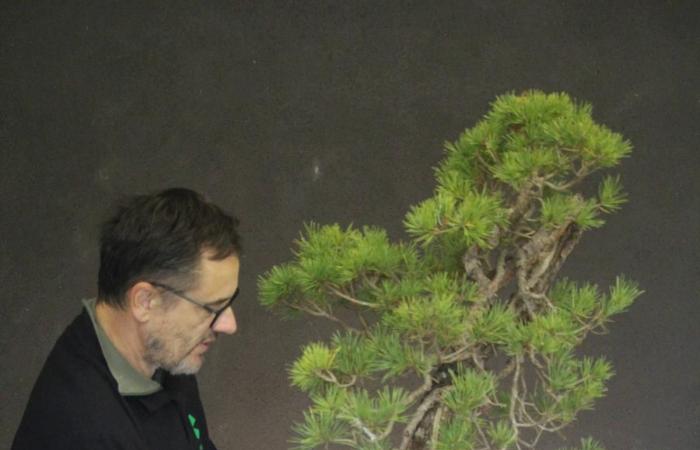 this farmer from Dordogne is a star in the bonsai world