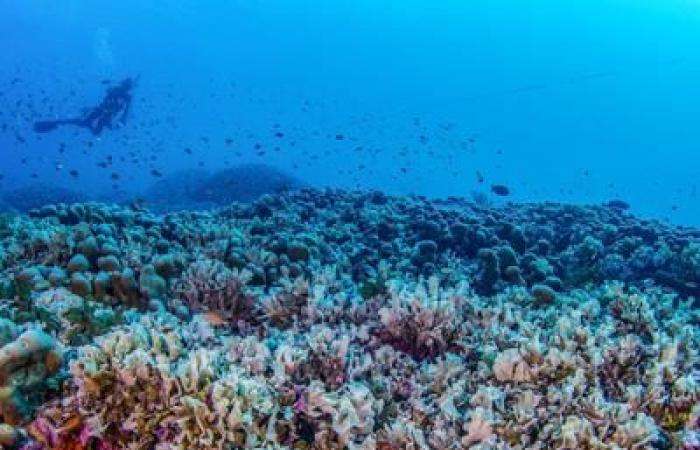 World's largest coral discovered – so big it's visible from space