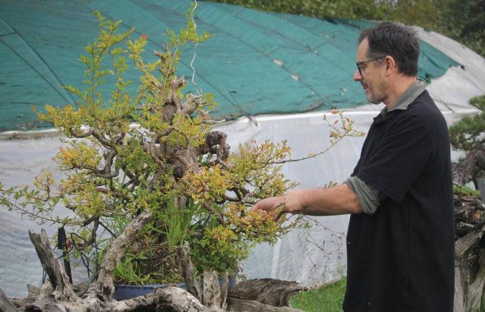 this farmer from Dordogne is a star in the bonsai world