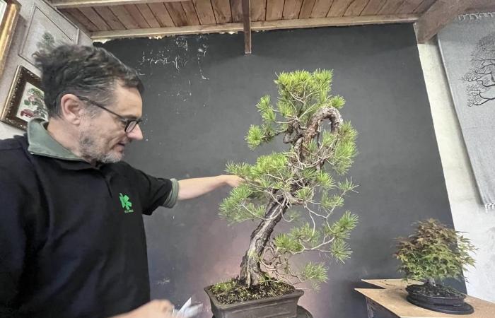 this farmer from Dordogne is a star in the bonsai world