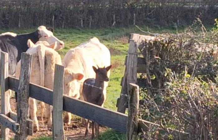 A deer takes up residence in a herd of cows, the 30 Million Friends Foundation mobilized to save it