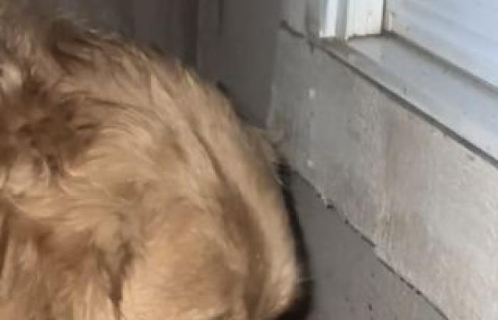 In the heart of the storm, a Golden Retriever full of kindness prefers to protect his friend the frog rather than return home (video)