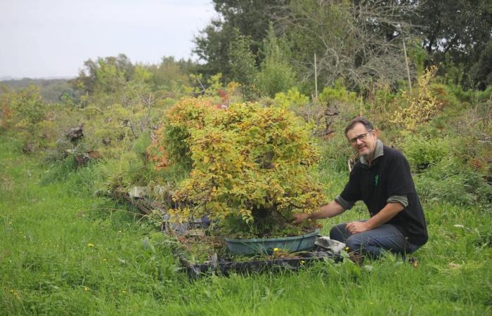 this farmer from Dordogne is a star in the bonsai world