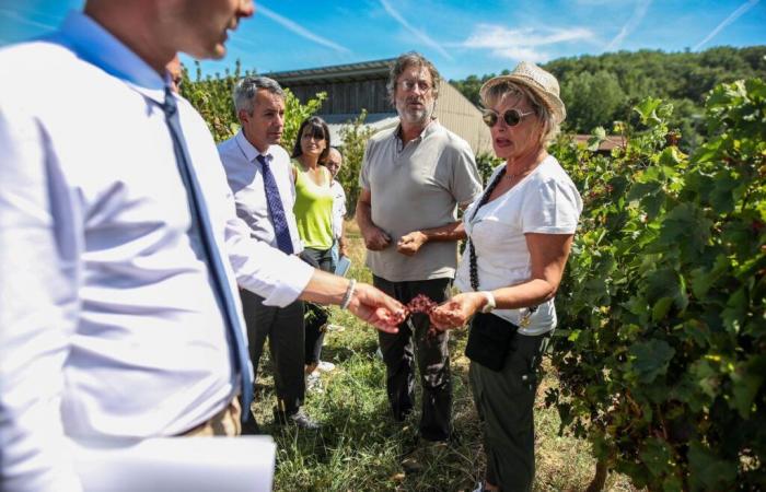 At least 900 hectares of vines uprooted in Lot-et-Garonne