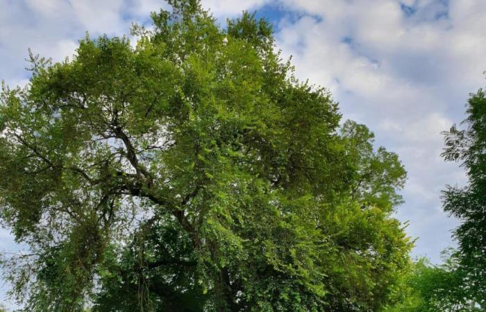 “We represent Île-de-France”, this small town in Seine-et-Marne candidate for the tree of the year