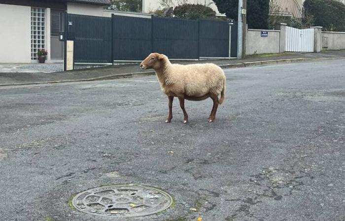 three of his four sheep missing in Laval were found with their throats slit