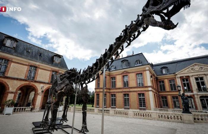 Sold for almost 5 million euros: what will become of Vulcain, the largest dinosaur skeleton ever sold?