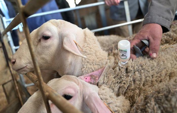 “The vaccine will be fully covered”: faced with the danger of bluetongue, Gers sheep farming is being vaccinated