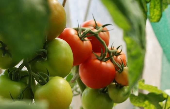 why is the project for the largest tomato factory in Europe controversial?