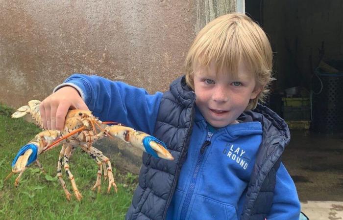 A golden lobster adopted by a family from the island of Ouessant will be studied in the United States