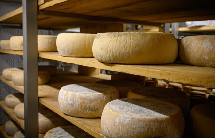 The best cheese in the world 2024 is Portuguese, ahead of nearly 4,800 competitors