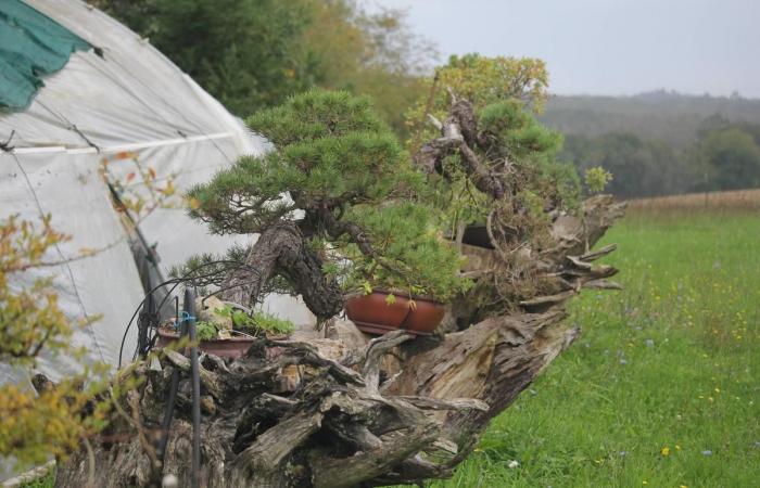 this farmer from Dordogne is a star in the bonsai world