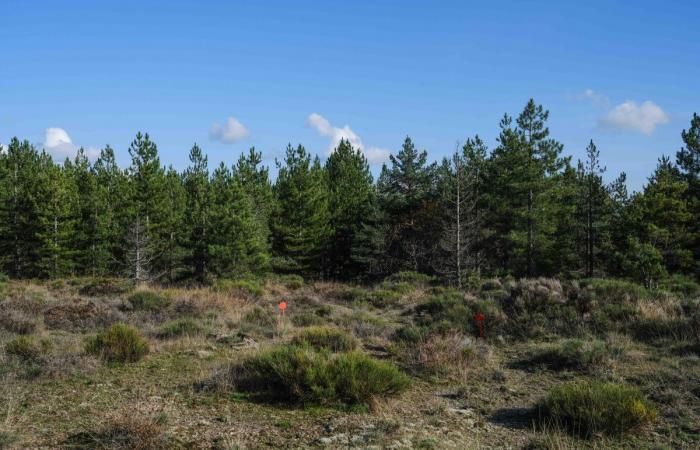 In the Cévennes, 122 hectares of solar panels will be installed in a protected area