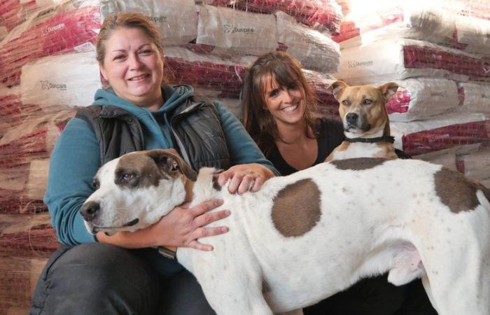 “Animals are the last wheel of the carriage”: volunteers from Tarn-et-Garonne are preparing to leave for the Valence region with donations