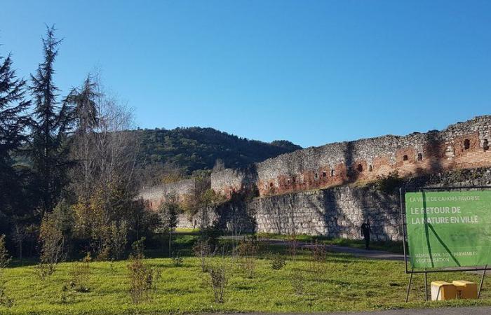 An urban forest grows on the banks of the Lot, in Cahors