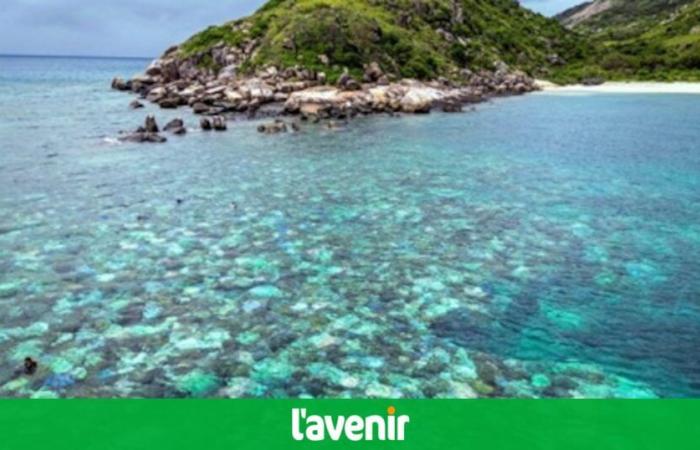 World’s largest coral discovered in Solomon Islands in the Pacific