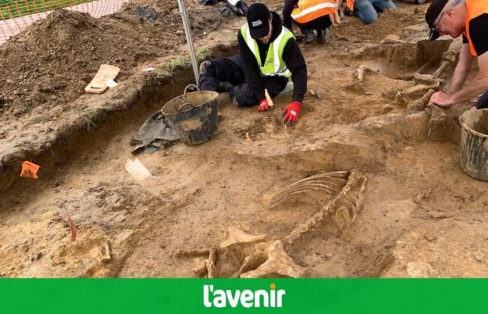 A 22-meter-long dinosaur skeleton sold for 6 million euros near Paris: “One of the highest ever made in France”