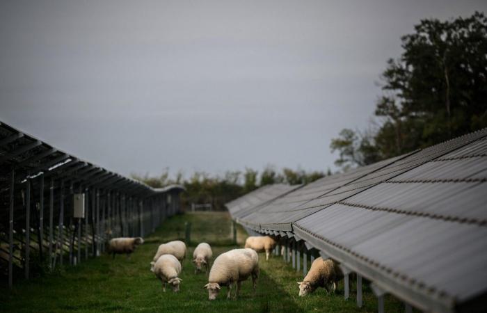 In the Cévennes, 122 hectares of solar panels will be installed in a protected area