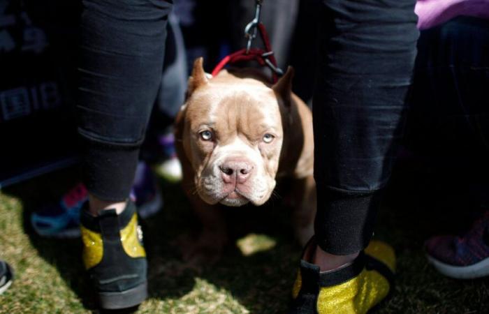 Man seriously injured in Dordogne after being attacked by two dogs