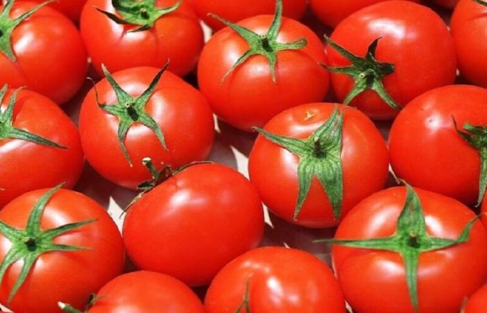 Morocco: tomato prices continue to soar