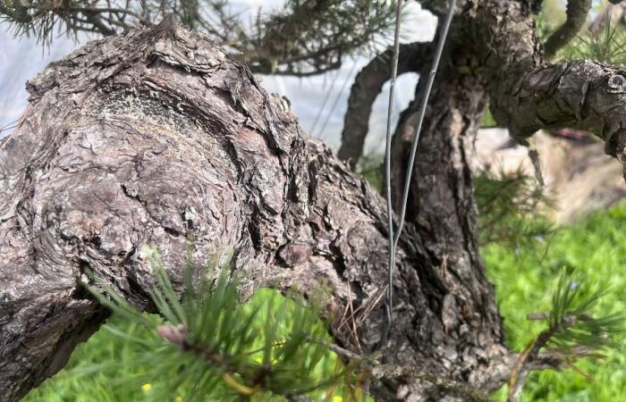 this farmer from Dordogne is a star in the bonsai world