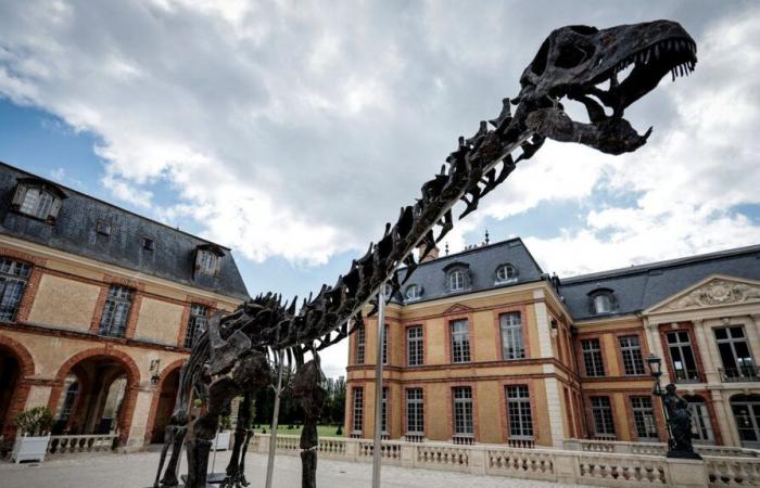 To acquire the largest dinosaur ever put up for auction, “you need a patron”, regrets the former president of the Natural History Museum