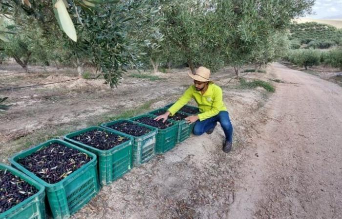 Olive growing. Assessment of the Al Moutmir campaign and program