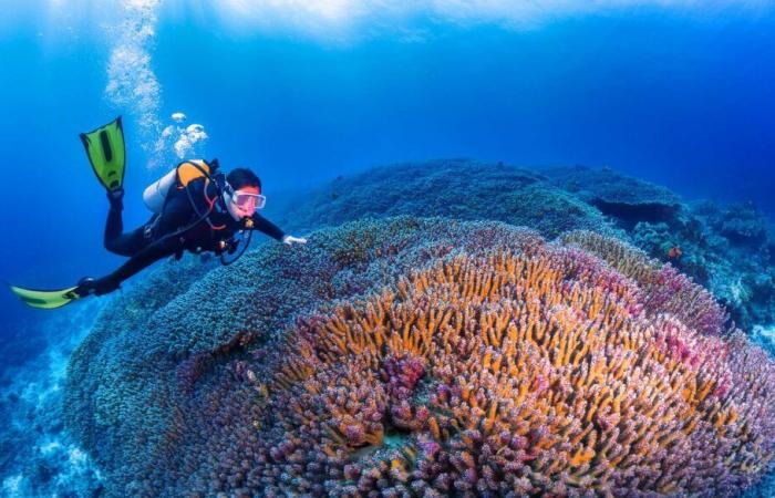 They thought they were visiting a wreck and discovered a giant living organism over 300 years old!