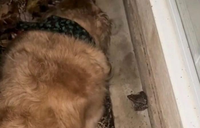 In the heart of the storm, a Golden Retriever full of kindness prefers to protect his friend the frog rather than return home (video)