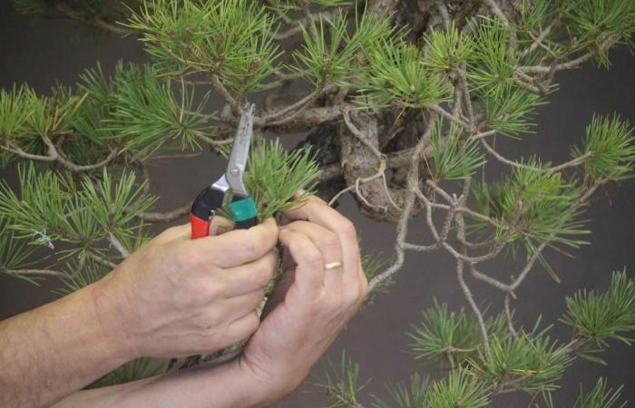 this farmer from Dordogne is a star in the bonsai world