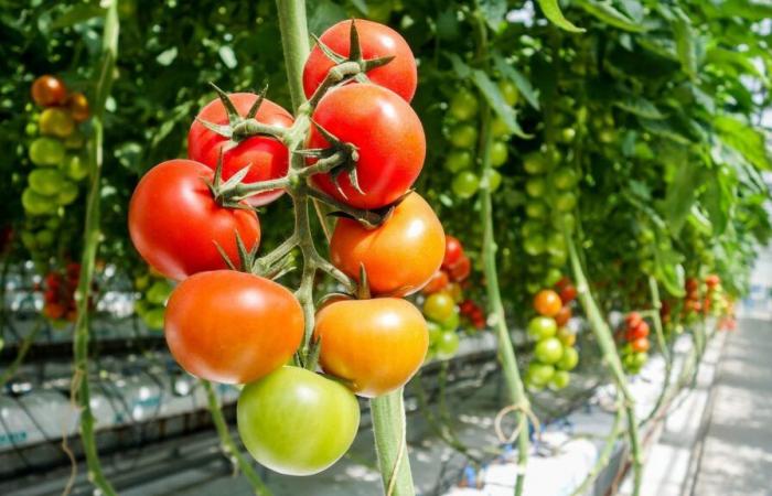 400 demonstrators against a project of giant greenhouses for tomatoes