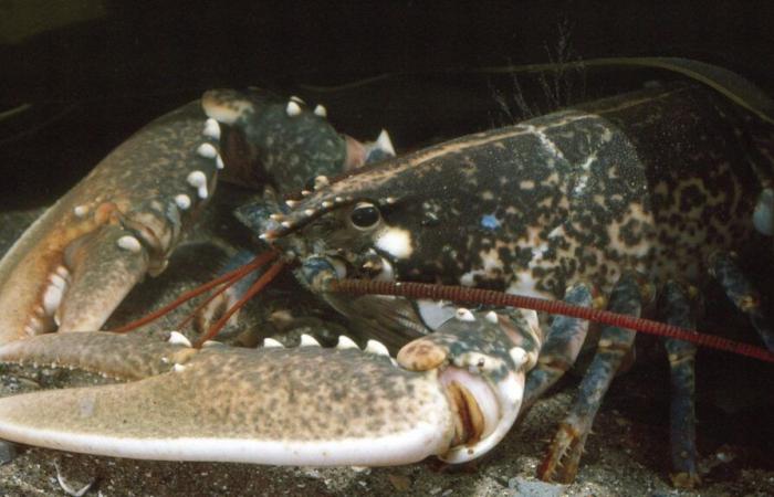 A very rare golden lobster, caught this summer by a family on the island of Ouessant in Finistère, will be studied in the United States