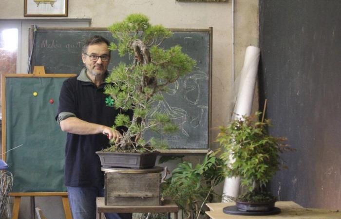 this farmer from Dordogne is a star in the bonsai world