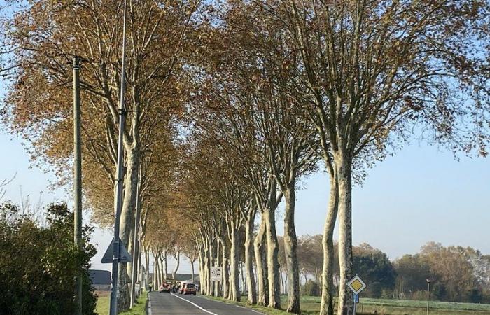 Five dead in a dramatic road accident in Gaillac in Tarn, the victims charred