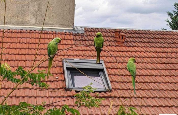 Where do these green parakeets that we see in Paris and Île-de-France come from?