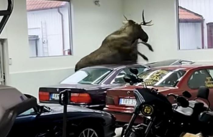 A stray moose destroys a vintage BMW