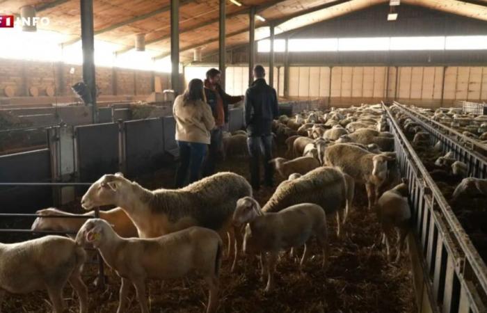 “We will not die without saying anything”: in Tarn-et-Garonne, these farmers are ready to remobilize