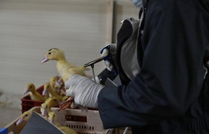 why could vaccinated ducks have been infected in the Landes?