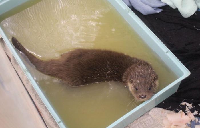 In this animal center in Lot-et-Garonne, the keepers carry out an unusual rescue