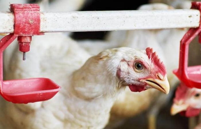 Avian flu detected in 2 farms in Abbotsford and Chilliwack