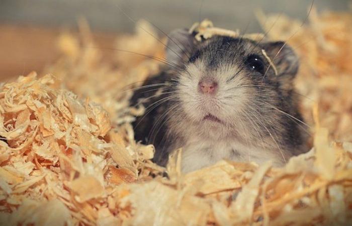 Unusual: a crate containing 130 hamsters opens when the plane lands, the rodents have been playing hide and seek in an Airbus for 5 days now