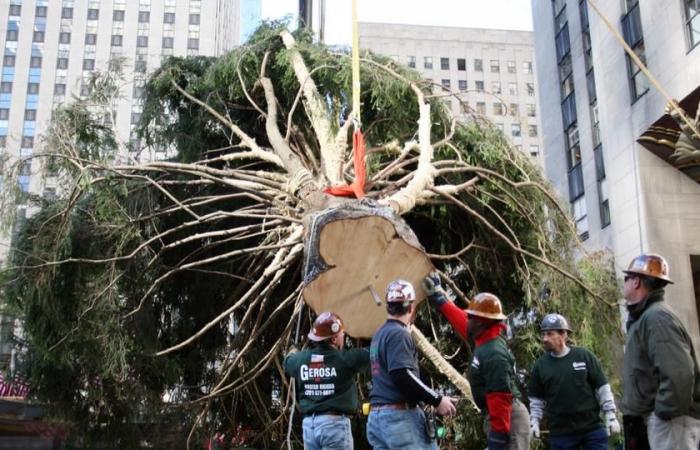 the famous giant Christmas tree at New York's Rockefeller Center has arrived