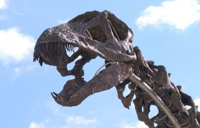 A collector pays a huge sum to buy the skeleton of the largest dinosaur ever put up for auction in France