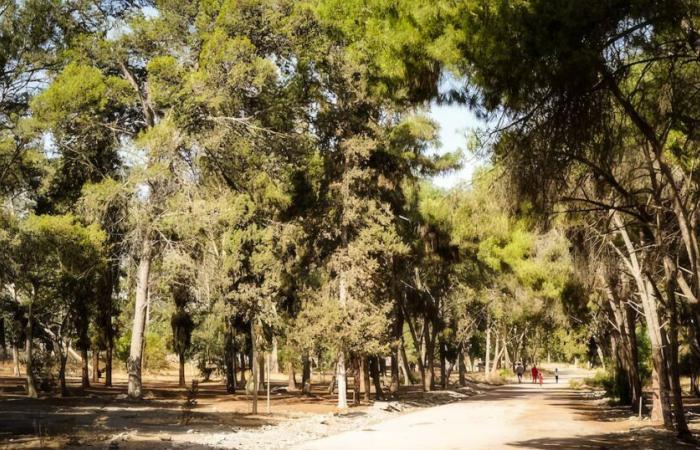 The state of Moroccan forests is worrying, according to IRES experts