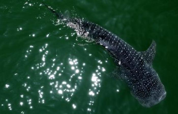 A Breton association proposes an international protection zone for the whale shark, with the support of the Vendée Globe