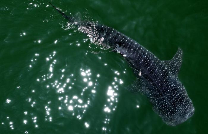 A Breton association proposes an international protection zone for the whale shark, with the support of the Vendée Globe