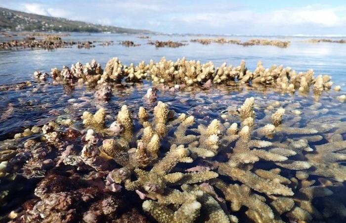 Raise awareness about the preservation of the coral reefs of Reunion Island before they disappear