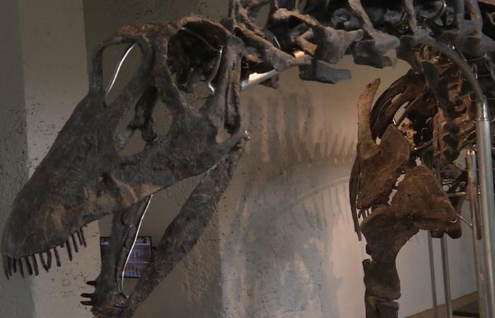 A dinosaur skeleton sold for 6 million euros at auction