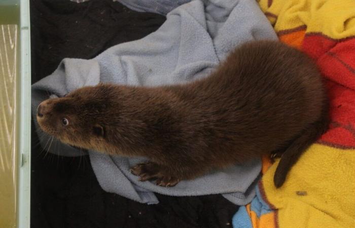 In this animal center in Lot-et-Garonne, the keepers carry out an unusual rescue